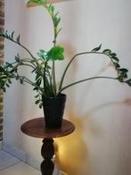 Zamiaculcas in porseleinen pot, Ophalen, Vetplant, Halfschaduw, In pot