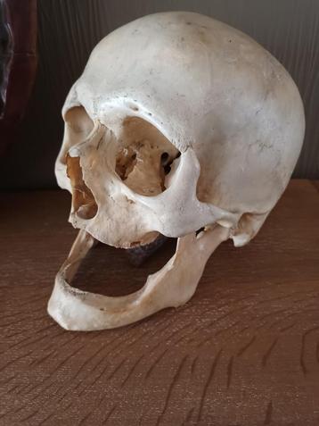 Antieke Schedel Anatomie mens beschikbaar voor biedingen