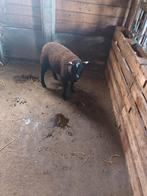 Zwartbles schapen, Dieren en Toebehoren, Schapen, Geiten en Varkens