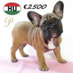 Stevige Franse Bulldog pups met stamboom, Dieren en Toebehoren, 15 weken tot 1 jaar, Buitenland, CDV (hondenziekte), Meerdere