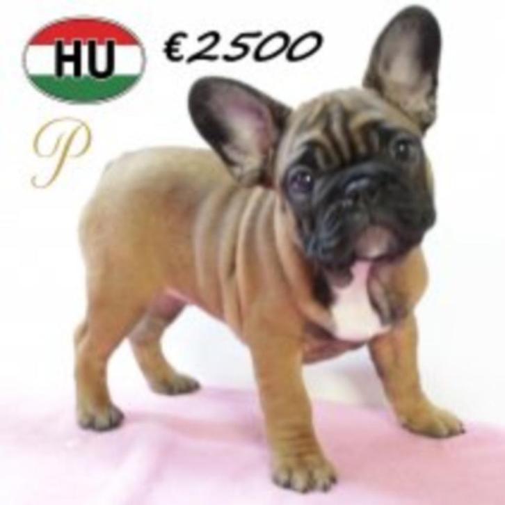 Stevige Franse Bulldog pups met stamboom, Dieren en Toebehoren, Honden | Chihuahua's en Gezelschapshonden, Meerdere dieren, Overige rassen