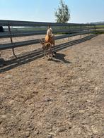 Welsh merrie’s met veulens, Zadelmak, C pony (1.27m tot 1.37m), Gechipt, Tuigpony