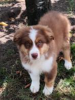 Bij ons geboren Australische herder pups, Dieren en Toebehoren, België, Overige rassen, CDV (hondenziekte), 8 tot 15 weken