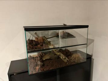 Terrarium