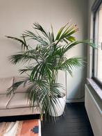 Palm Kentia, Huis en Inrichting, Kamerplanten, Ophalen, Palm