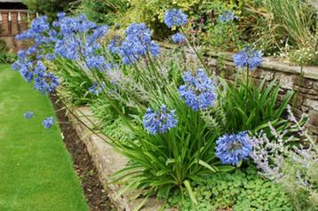 agapanthus  of Afrikaanse lelie blauw beschikbaar voor biedingen