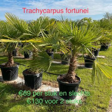 Palmbomen trachycarpus fortunei aan stuntprijzen! beschikbaar voor biedingen