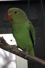 Tarantas, Dieren en Toebehoren, Dwergpapegaai of Agapornis, Geringd