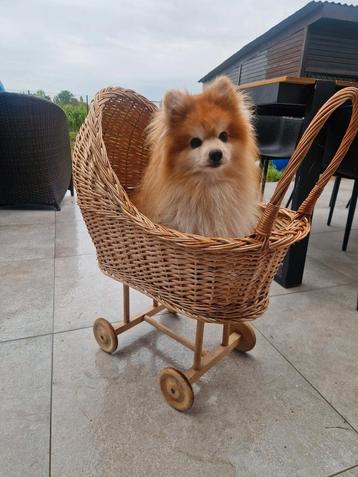 Handgemaakte Buggy! Belgische makelij beschikbaar voor biedingen
