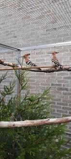 Europese hoppen 2025, Dieren en Toebehoren, Vogels | Overige Vogels, Geringd