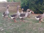 Broedeieren Toulouse ganzen, Dieren en Toebehoren, Pluimvee, Geslacht onbekend, Gans of Zwaan