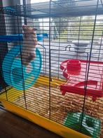 Grote 2verdiepen hamsterkooi inclusief hamster en toebehoren, Comme neuf, Cage, Enlèvement ou Envoi, Hamster