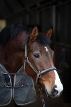 dressuurpaard/merrie, Dieren en Toebehoren, Merrie, Gechipt, Niet van toepassing, Dressuurpaard