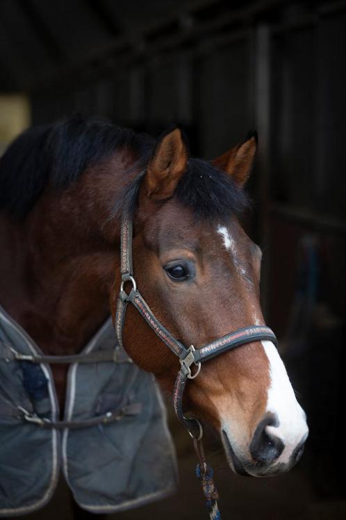 dressuurpaard/merrie, Dieren en Toebehoren, Paarden, Merrie, Niet van toepassing, 160 tot 165 cm, 7 tot 10 jaar, Dressuurpaard