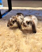 2 zusje konijn, Dieren en Toebehoren, Konijnen, Vrouwelijk, Middelgroot, Hangoor, 0 tot 2 jaar