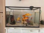 Goudvissen met aquarium en toebehoren, Dieren en Toebehoren, Ophalen, Zo goed als nieuw
