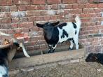 Vrouwelijke geit, Dieren en Toebehoren, Schapen, Geiten en Varkens, Geit