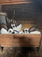 Jonge konijnen, Plusieurs animaux, Taille moyenne, Oreilles tombantes, 0 à 2 ans