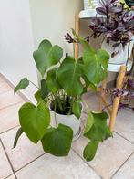 Monstera Deliciosa, Huis en Inrichting, Ophalen, Overige soorten, Halfschaduw, In pot