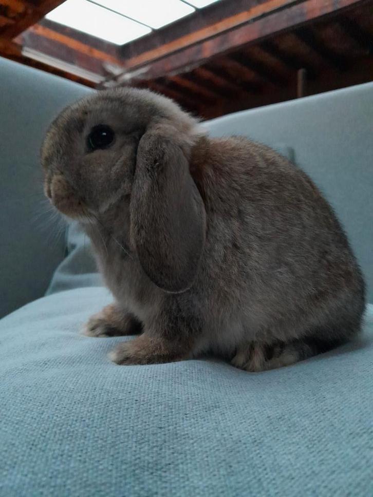 Raszuiver minilop voedstertje, Dieren en Toebehoren, Konijnen, Dwerg, Vrouwelijk, 0 tot 2 jaar, Hangoor