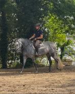Prachtige 6 j allround merrie lief eerlijk en werkwillig, Merrie, Gechipt, M, 3 tot 6 jaar