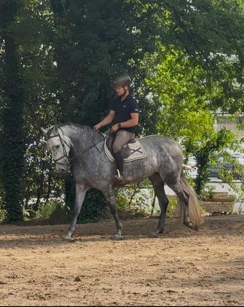 Prachtige 6 j allround merrie lief eerlijk en werkwillig, Dieren en Toebehoren, Paarden, Merrie, M, 160 tot 165 cm, 3 tot 6 jaar