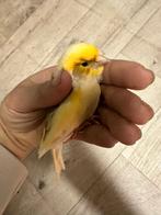 4 Kanaries tekoop, Dieren en Toebehoren, Vogels | Kanaries