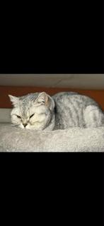 Te Koop Britse Korthaar Kattin, Dieren en Toebehoren, Katten en Kittens | Raskatten | Korthaar, Poes, Gechipt, 3 tot 5 jaar