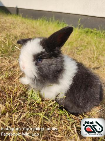 Baby minilop konijn ram met blauwe ogen (transport mogelijk)