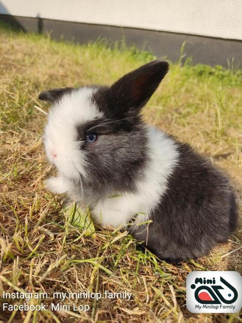 Baby minilop konijn ram met blauwe ogen (transport mogelijk), Dieren en Toebehoren, Konijnen, Dwerg, Mannelijk, 0 tot 2 jaar, Hangoor