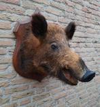 Opgezette grote kop zwijn taxidermie schedel gewei jacht, Ophalen, Wild dier, Gewei of Kop