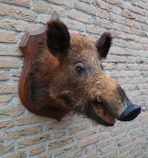 Opgezette grote kop zwijn taxidermie schedel gewei jacht, Verzamelen, Dierenverzamelingen, Gewei of Kop, Wild dier, Ophalen
