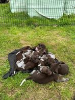 Duitse staande korthaar pups, Parvovirose, Plusieurs, Belgique, 8 à 15 semaines