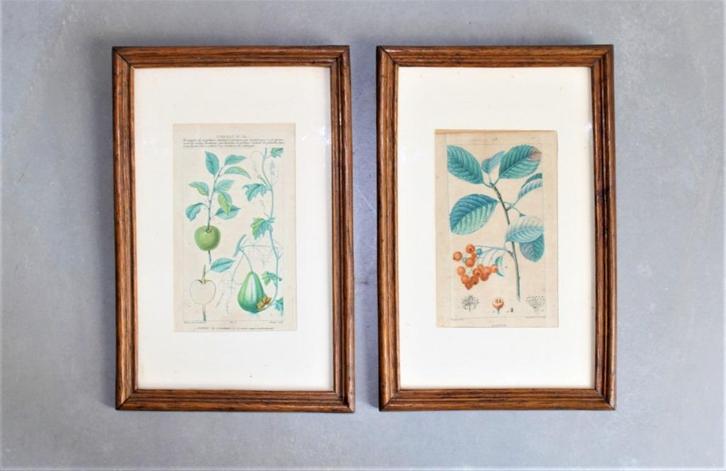 2 gravures van planten, 1813, Antiek en Kunst, Kunst | Etsen en Gravures, Ophalen