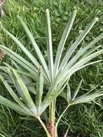 Winterharde palmboom Trachycarpus princeps x wagnerianus., Tuin en Terras, Planten | Bomen, In pot, Halfschaduw, Ophalen of Verzenden