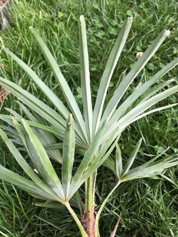 Winterharde palmboom Trachycarpus princeps x wagnerianus. beschikbaar voor biedingen