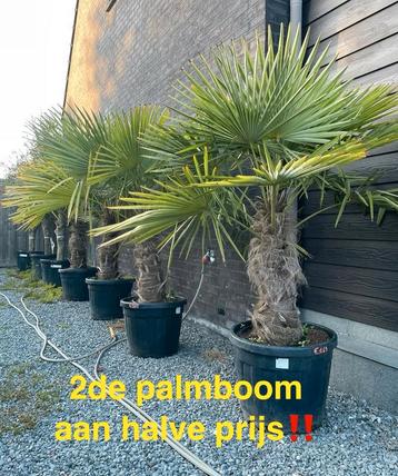 Palmbomen trachycarpus fortunei! beschikbaar voor biedingen