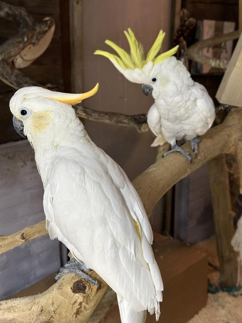 Kaketoe Oranjekuif Geelkuif koppel, Dieren en Toebehoren, Vogels | Parkieten en Papegaaien, Papegaai, Pratend, Tam, Geringd