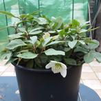 Grote meerjarige winterbloeiende tuinplant Helleborus Niger, Ophalen of Verzenden, Winter, Vaste plant