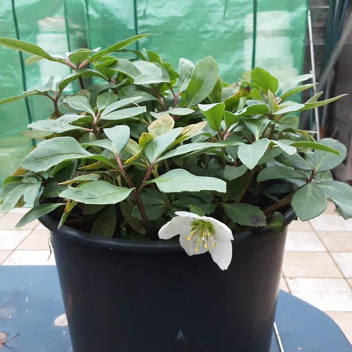 Grote meerjarige winterbloeiende tuinplant Helleborus Niger, Tuin en Terras, Planten | Tuinplanten, Vaste plant, Winter, Ophalen of Verzenden