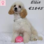 "Ellie" Dwergpoedel - opzoek naar een luxe mand, Poedel, 15 weken tot 1 jaar, Handelaar, CDV (hondenziekte)