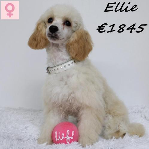 "Ellie" Dwergpoedel - opzoek naar een luxe mand, Dieren en Toebehoren, Honden | Chihuahua's en Gezelschapshonden, Teef, Poedel