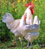Raszuivere poule de bresse haan, Dieren en Toebehoren, Pluimvee, Mannelijk, Kip