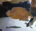 Pauwoogcichlide albino 25 cm, Dieren en Toebehoren, Vissen | Aquariumvissen, Vis, Zoetwatervis