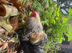 Cochin kriel haan, Dieren en Toebehoren, Maart, Mannelijk