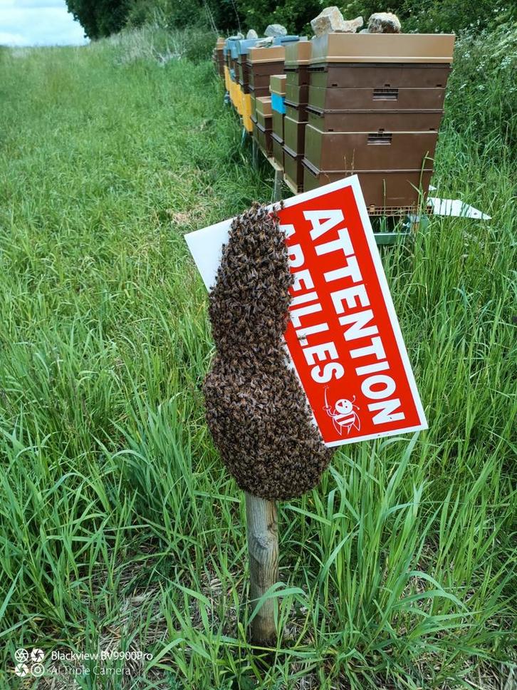 Enlèvement essaim abeilles+ 20e offert, Dieren en Toebehoren, Overige Dieren-accessoires, Zo goed als nieuw, Ophalen