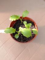 Sprouting Turnip Top | Kool planten | Broccoli Achtig, Ophalen