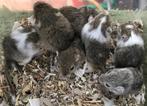 7 jonge gerbils pups, Dieren en Toebehoren, Knaagdieren, Juli, Meerdere dieren, Overige typen, Tam