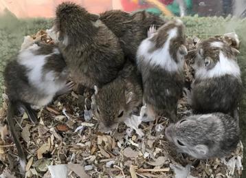 7 jonge gerbils pups beschikbaar voor biedingen