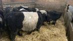 Belted galloway, Meerdere dieren, 0 tot 2 jaar